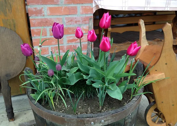 Csoergo Vendeghazak 3* Szalafő